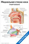 плакат медиальная стенка носа с подробной анатомией перегородки, костей и хрящей для медицинского изучения