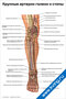 плакат с подробной анатомической схемой крупных артерий голени и стопы человека для медицинского изучения