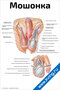 Плакат мошонка с подробной анатомией, обозначениями фасций, сосудов, мышц и структур мужской репродуктивной системы