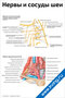 плакат с подробной схемой нервов и сосудов шеи, иллюстрирующий анатомические структуры для медицинского изучения