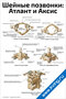 Плакат с анатомическими изображениями шейных позвонков атланта и аксиса, с подписями частей и строения для медицинского изучения