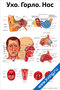 Плакат с подробной анатомией уха, горла и носа, включает схемы и подписи основных частей для наглядного изучения