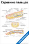 Плакат строение пальцев с подробной анатомией, обозначениями костей, суставов, сухожилий, артерий и нервов для медицинского изучения
