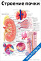 плакат строение почки с подробной анатомией, разрезом левой почки и подписями основных частей органа
