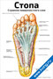 плакат с анатомической схемой строения поверхностного слоя стопы человека, с подписями основных связок, артерий и фасций