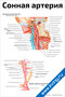 Плакат с подробной медицинской схемой сонной артерии и ее ветвей, анатомия сосудов и нервов шеи для учебных целей
