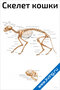 Скелет кошки